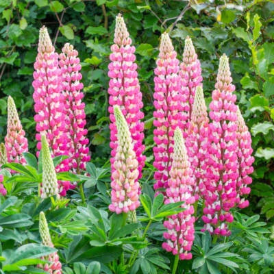 chatelaine lupine flower seeds