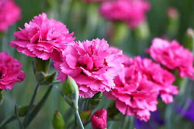 Pink Nellike Dianthus Blomsterfrø til Plantning 100 stk