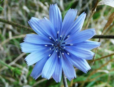 chicory for flower seeds