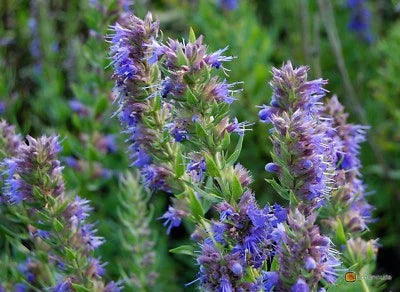 blue violet flower seeds