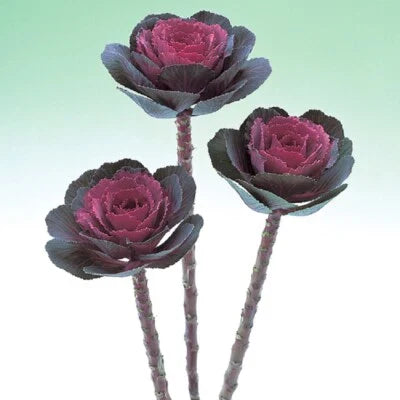 Flowering Kale Planting Flowering Kale Crane Rose Ornamental Kale Planting Heirloom Non Gmo