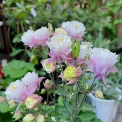 pink white flower seeds