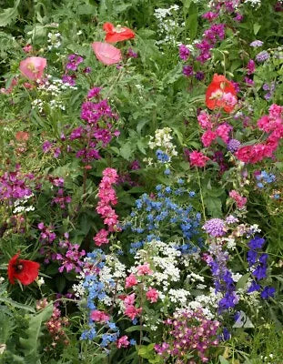 wildflower mix flower seeds