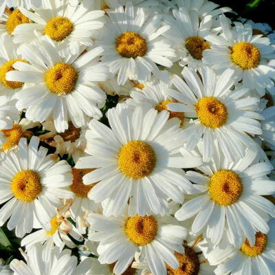 shasta daisy flower seeds