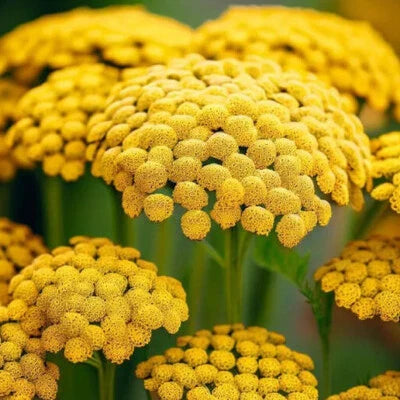 gold yarrow flower seeds