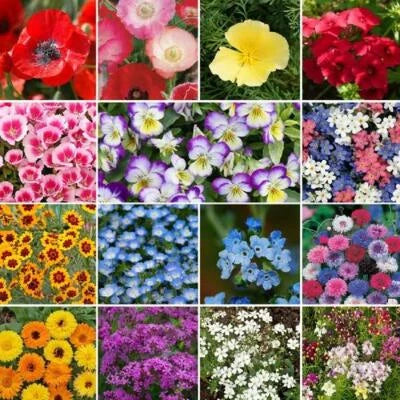 wildflower mix flower seeds