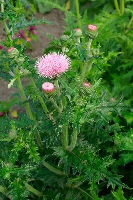 Cirsium Rose Flower Seeds for Planting, 100 pcs