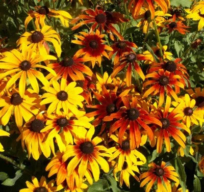 gloriosa daisy flower seeds