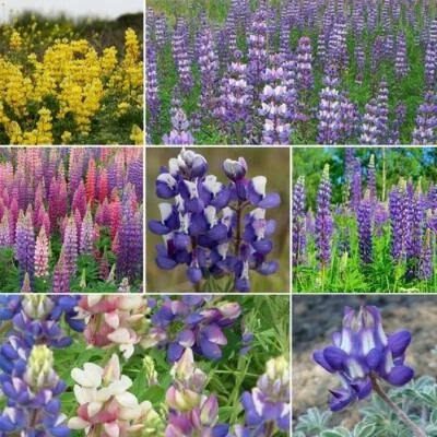lupine loopy flower seeds