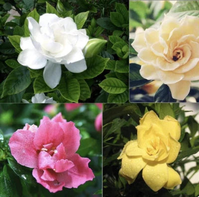 exotic rare flower seeds