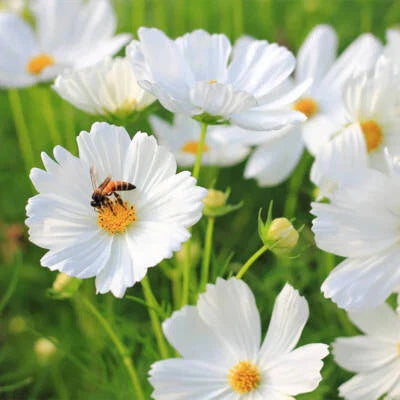 purity cosmos flower seeds