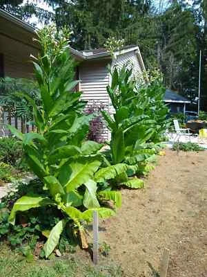 tobacco for flower seeds