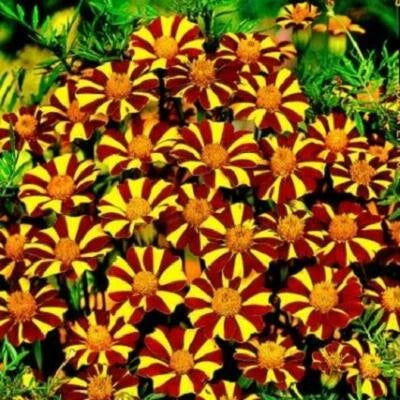 French Marigold Court Jester Harlequin Tall Beneficial Plant Non Gmo Heirloom Easy To Grow Annual
