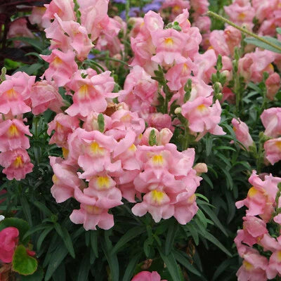 appleblossom snapdragon flower seeds