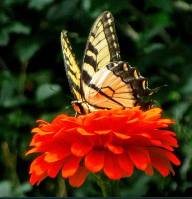 Orange Zinnia King Double Songbirds Butterflies Hummingbirds Non Gmo Heirloom Easy To Grow Annual