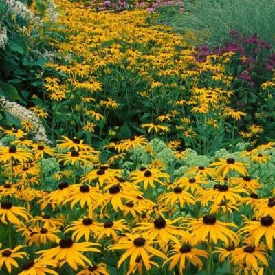 black eyed flower seeds