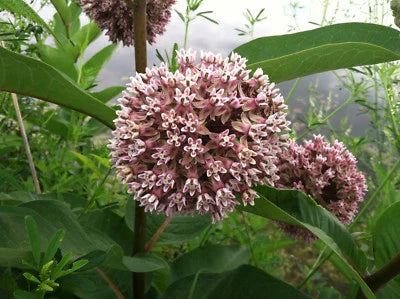 common milkweed flower seeds