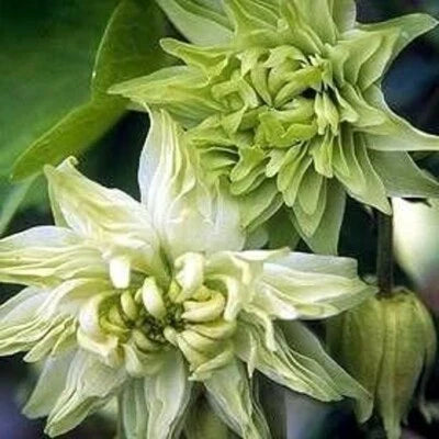 green aquilegia flower seeds