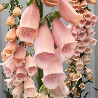 apricot beauty flower seeds