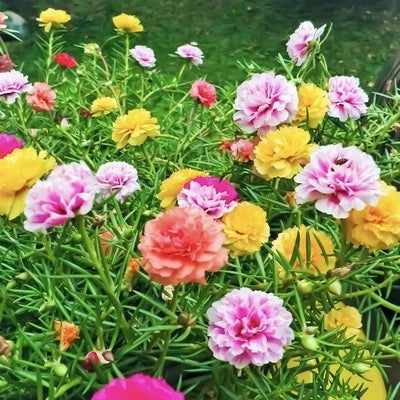 moss rose flower seeds