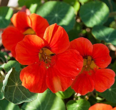 empress of flower seeds