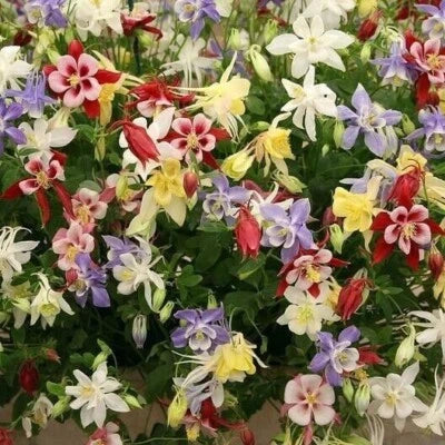 wildflower mix flower seeds