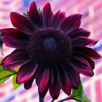 chocolate cherry flower seeds