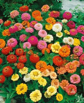 zinnia mixed flower seeds