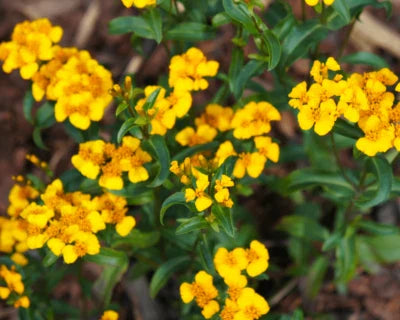 mexican tarragon flower seeds