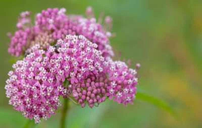 swamp milkweed flower seeds
