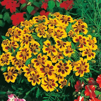 Dainty Marietta Dwarf Marigold Planting Heirloom Non Gmo Easy To Grow Annual Blooms Flower