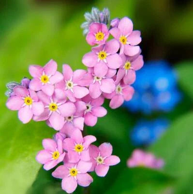 forget me flower seeds