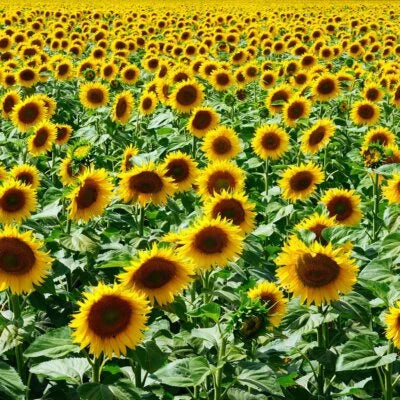 Mammoth Grey Stripe Sunflower Planting Helianthus Annuus Non Gmo Heirloom Flower Seeds Home