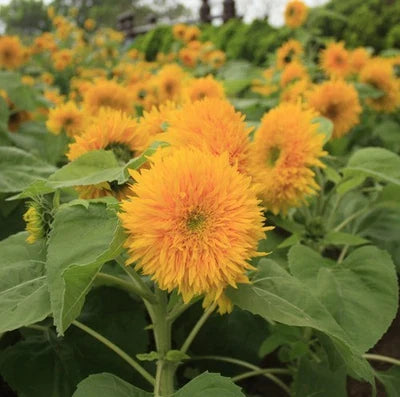Teddy Bear Sunflower Planting Compact Dwarf Sungold Sunflower Non Gmo Free Ship Heirloom Flower