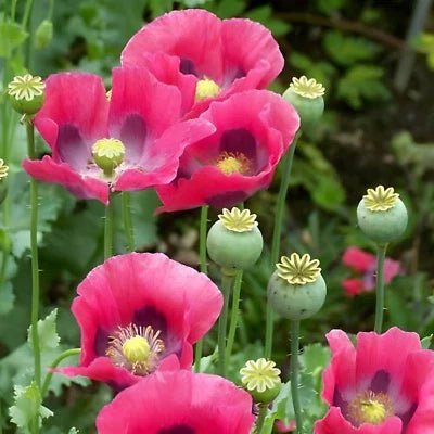 pink purple flower seeds