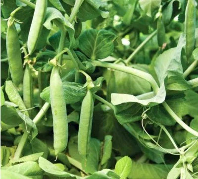Count Mammoth Sugar Snap Pea Non Gmo Heirloom Fragrant Climbing Annual Flower Seeds Home Garden