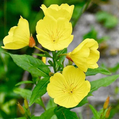 yellow common flower seeds