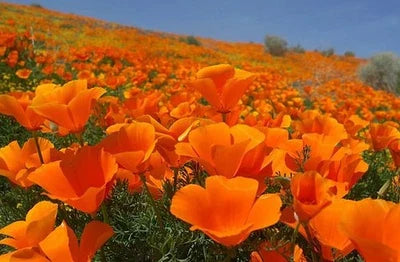 orange bulk flower seeds