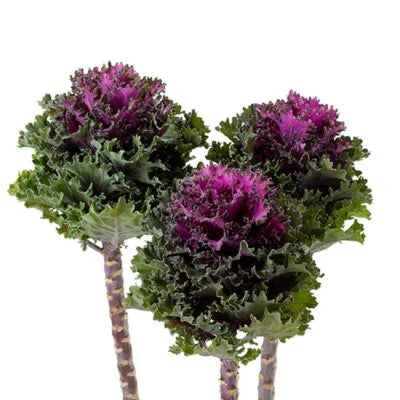 Flowering Kale Planting Flowering Kale Empire Katya F Hybrid Heirloom Non Gmo Flower Seeds
