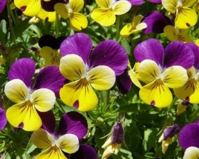 viola perennial flower seeds
