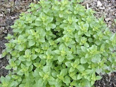 oregano italian flower seeds