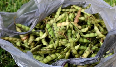 gandules pigeon flower seeds