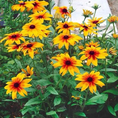gloriosa daisy flower seeds