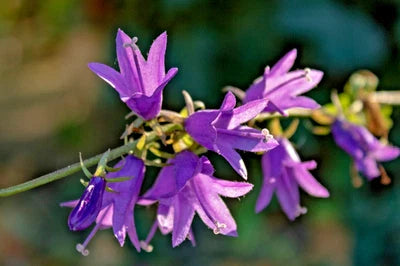blue rampion flower seeds