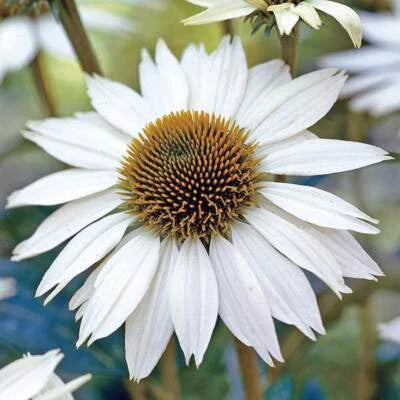 white swan flower seeds