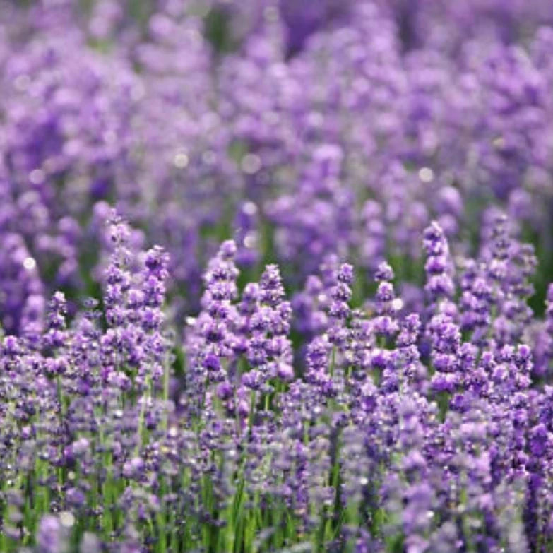 Lavender English Herb Planting Beautiful Fragrant And Hardy Herb Heirloom Non Gmo Drought