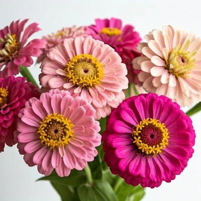 Pink Butterfly Zinnia Flower Mix Shades Of Pollinator Planting Free Ship Heirloom Non Gmo Easy