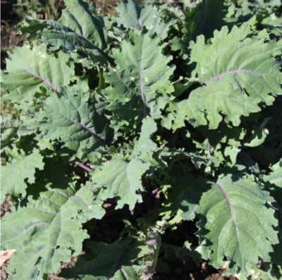 red organic flower seeds