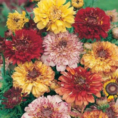 painted daisy flower seeds