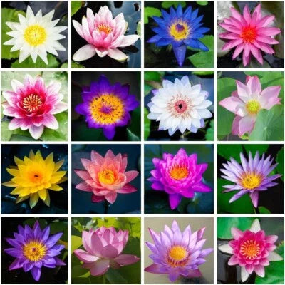 mixed color flower seeds